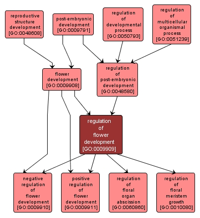 GO:0009909 - regulation of flower development (interactive image map)