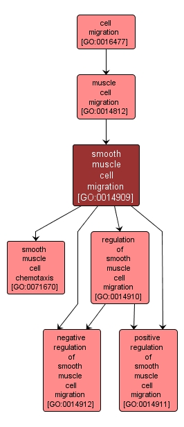 GO:0014909 - smooth muscle cell migration (interactive image map)