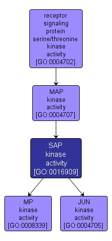 GO:0016909 - SAP kinase activity (interactive image map)