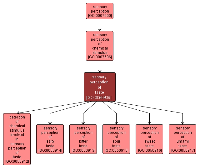 GO:0050909 - sensory perception of taste (interactive image map)