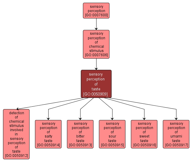 GO:0050909 - sensory perception of taste (interactive image map)