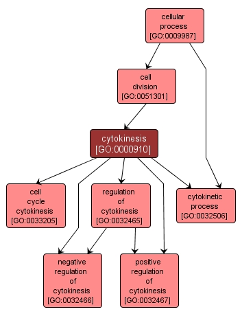 GO:0000910 - cytokinesis (interactive image map)
