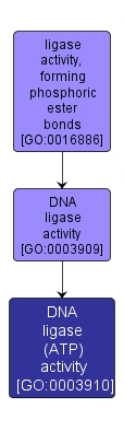 GO:0003910 - DNA ligase (ATP) activity (interactive image map)