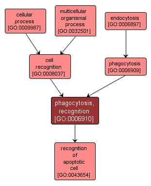 GO:0006910 - phagocytosis, recognition (interactive image map)