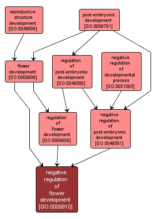 GO:0009910 - negative regulation of flower development (interactive image map)