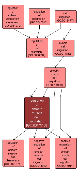 GO:0014910 - regulation of smooth muscle cell migration (interactive image map)