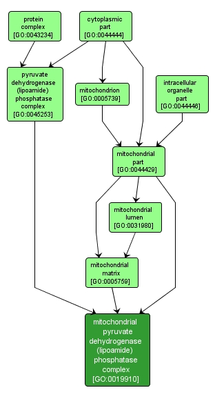 GO:0019910 - mitochondrial pyruvate dehydrogenase (lipoamide) phosphatase complex (interactive image map)