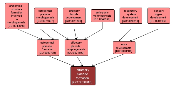 GO:0030910 - olfactory placode formation (interactive image map)