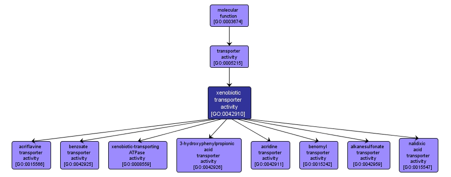 GO:0042910 - xenobiotic transporter activity (interactive image map)