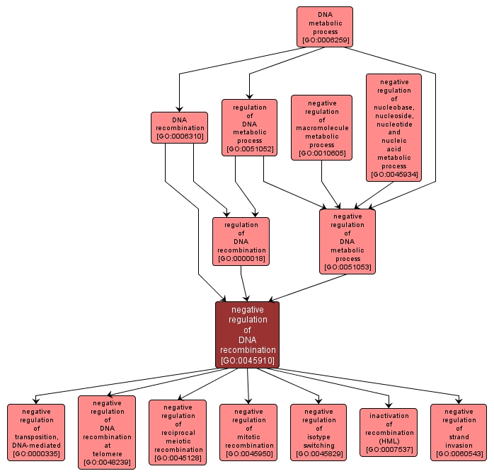 GO:0045910 - negative regulation of DNA recombination (interactive image map)