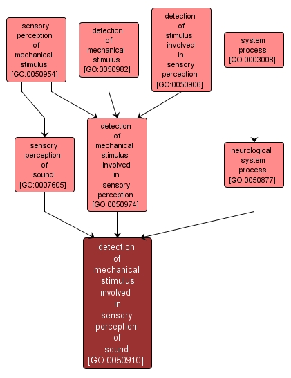 GO:0050910 - detection of mechanical stimulus involved in sensory perception of sound (interactive image map)