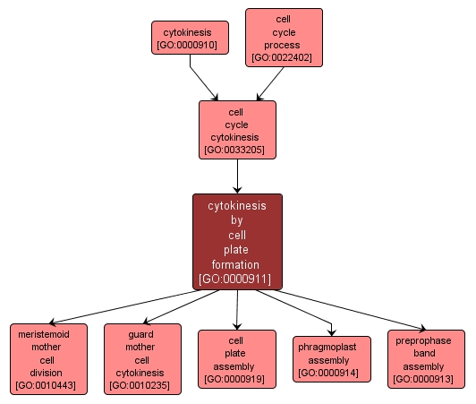 GO:0000911 - cytokinesis by cell plate formation (interactive image map)