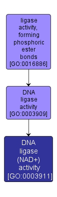 GO:0003911 - DNA ligase (NAD+) activity (interactive image map)