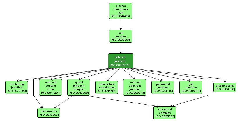 GO:0005911 - cell-cell junction (interactive image map)