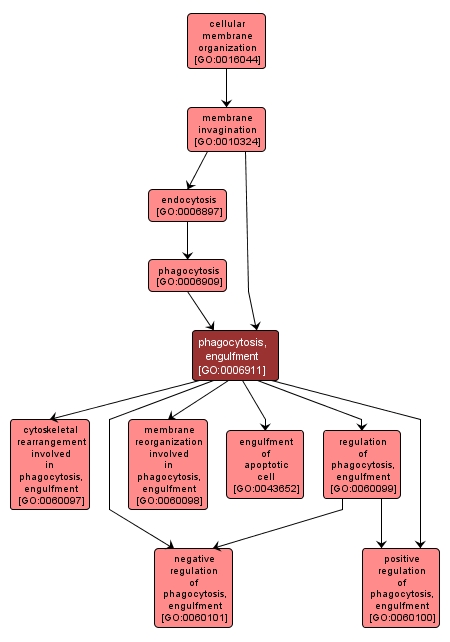 GO:0006911 - phagocytosis, engulfment (interactive image map)