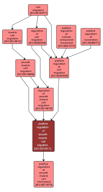 GO:0014911 - positive regulation of smooth muscle cell migration (interactive image map)