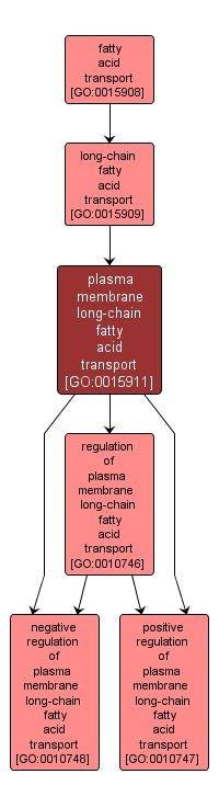 GO:0015911 - plasma membrane long-chain fatty acid transport (interactive image map)