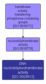 GO:0003912 - DNA nucleotidylexotransferase activity (interactive image map)