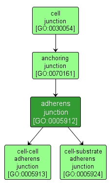 GO:0005912 - adherens junction (interactive image map)