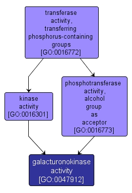 GO:0047912 - galacturonokinase activity (interactive image map)