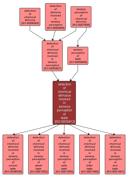 GO:0050912 - detection of chemical stimulus involved in sensory perception of taste (interactive image map)