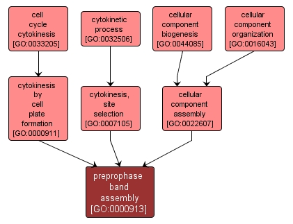 GO:0000913 - preprophase band assembly (interactive image map)