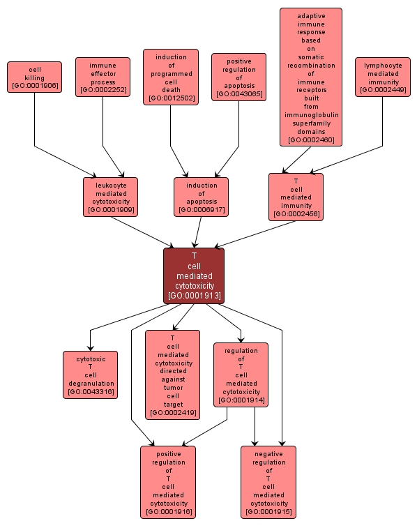 GO:0001913 - T cell mediated cytotoxicity (interactive image map)