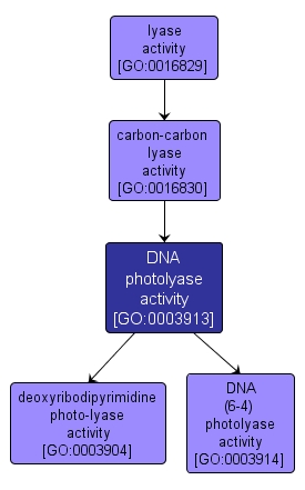 GO:0003913 - DNA photolyase activity (interactive image map)