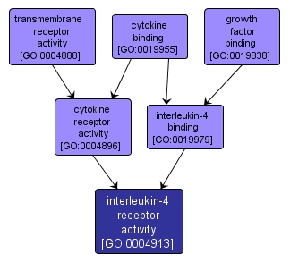 GO:0004913 - interleukin-4 receptor activity (interactive image map)
