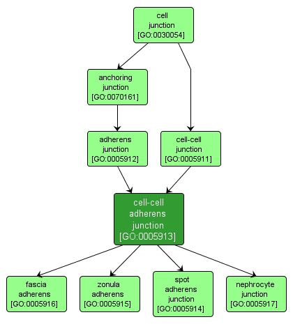 GO:0005913 - cell-cell adherens junction (interactive image map)