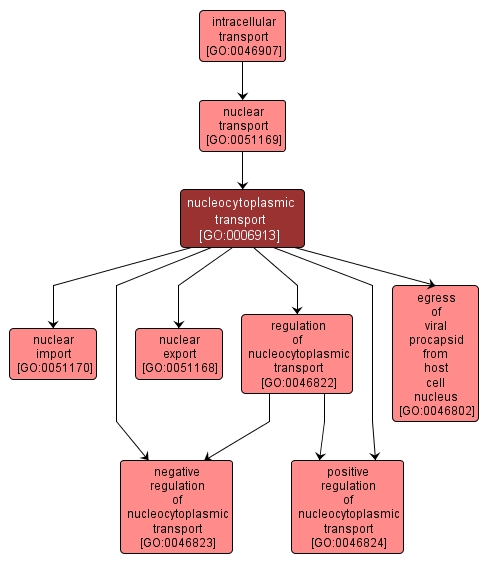 GO:0006913 - nucleocytoplasmic transport (interactive image map)