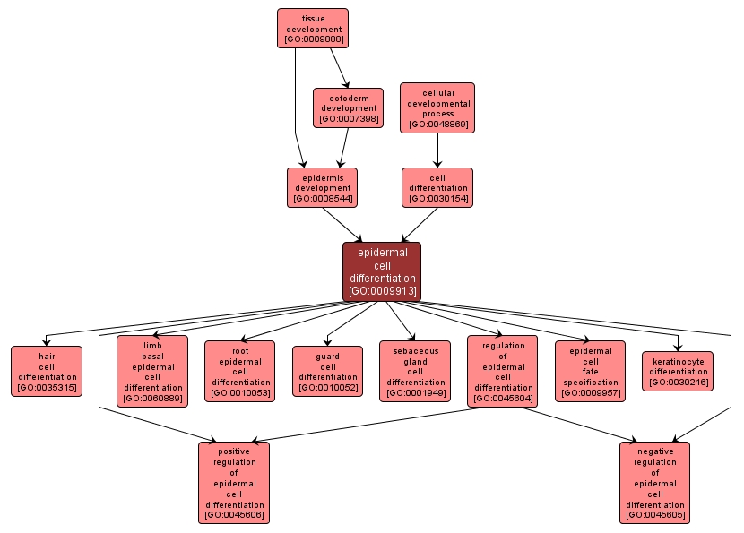 GO:0009913 - epidermal cell differentiation (interactive image map)