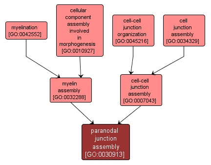 GO:0030913 - paranodal junction assembly (interactive image map)