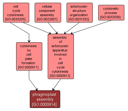 GO:0000914 - phragmoplast assembly (interactive image map)