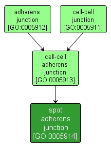 GO:0005914 - spot adherens junction (interactive image map)