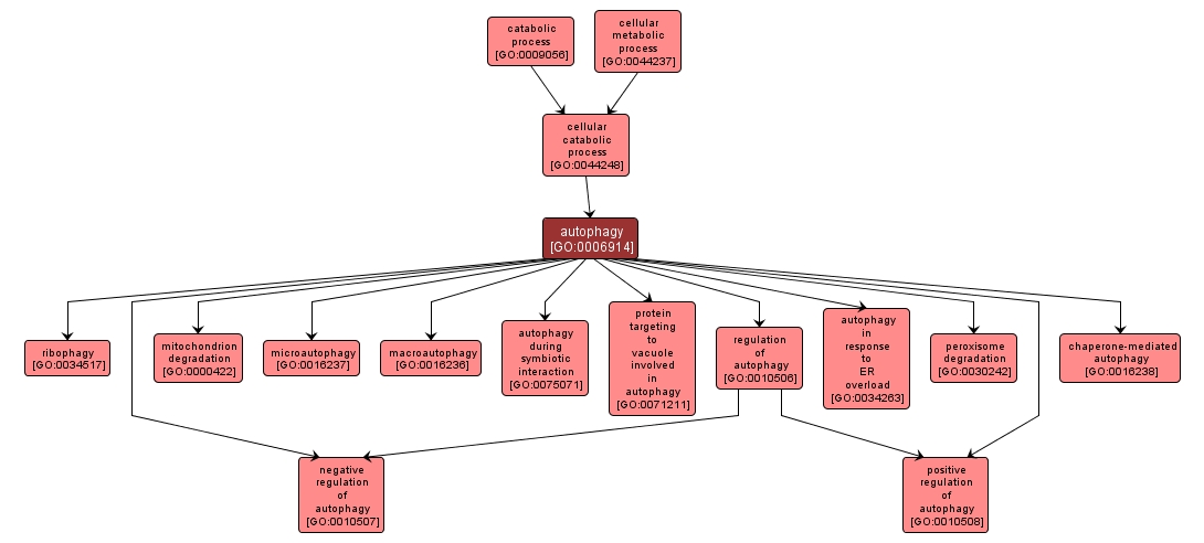 GO:0006914 - autophagy (interactive image map)