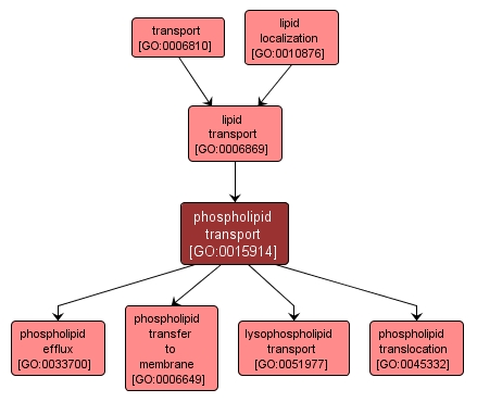 GO:0015914 - phospholipid transport (interactive image map)