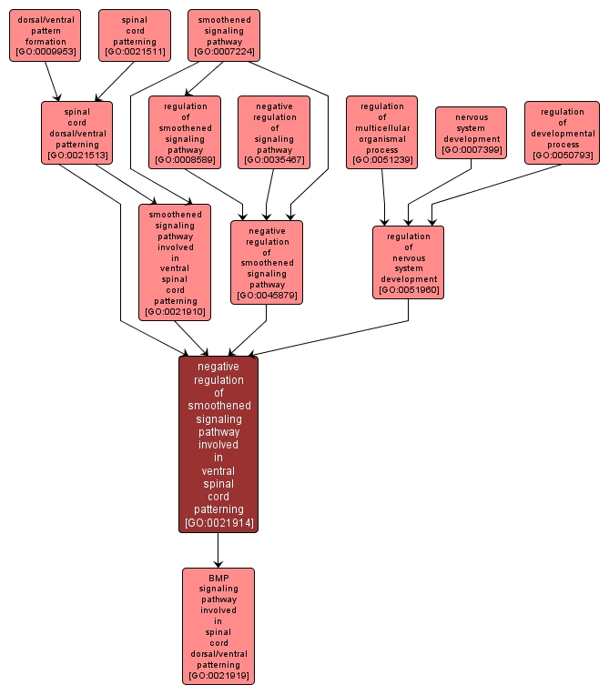 GO:0021914 - negative regulation of smoothened signaling pathway involved in ventral spinal cord patterning (interactive image map)