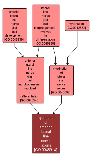 GO:0048914 - myelination of anterior lateral line nerve axons (interactive image map)