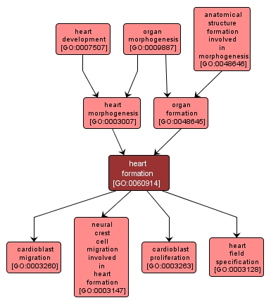 GO:0060914 - heart formation (interactive image map)