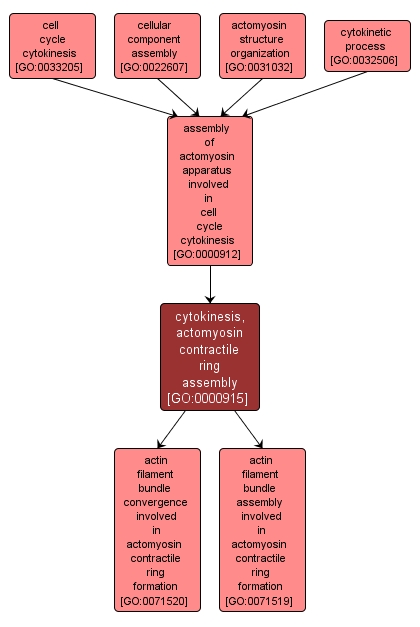 GO:0000915 - cytokinesis, actomyosin contractile ring assembly (interactive image map)