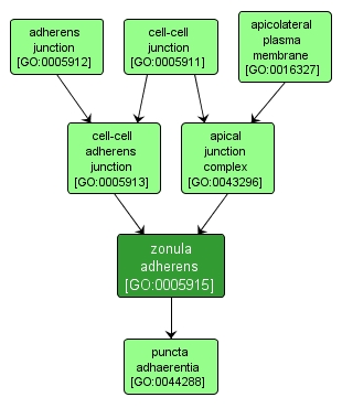 GO:0005915 - zonula adherens (interactive image map)