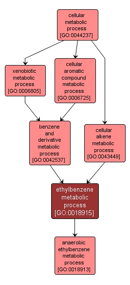 GO:0018915 - ethylbenzene metabolic process (interactive image map)