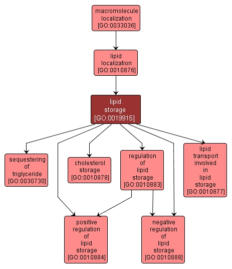 GO:0019915 - lipid storage (interactive image map)