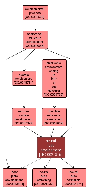 GO:0021915 - neural tube development (interactive image map)