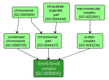 GO:0030915 - Smc5-Smc6 complex (interactive image map)
