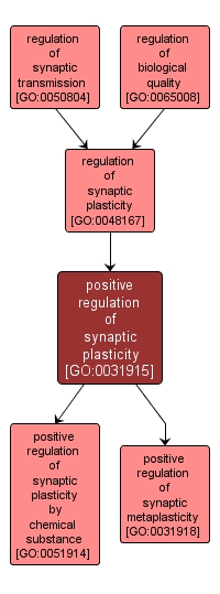 GO:0031915 - positive regulation of synaptic plasticity (interactive image map)