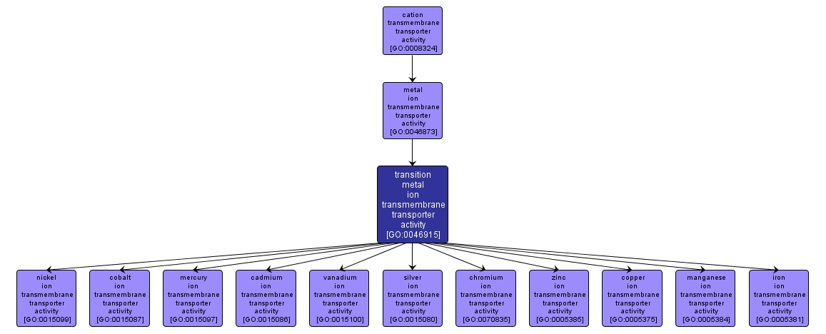 GO:0046915 - transition metal ion transmembrane transporter activity (interactive image map)
