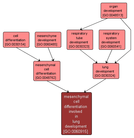 GO:0060915 - mesenchymal cell differentiation involved in lung development (interactive image map)