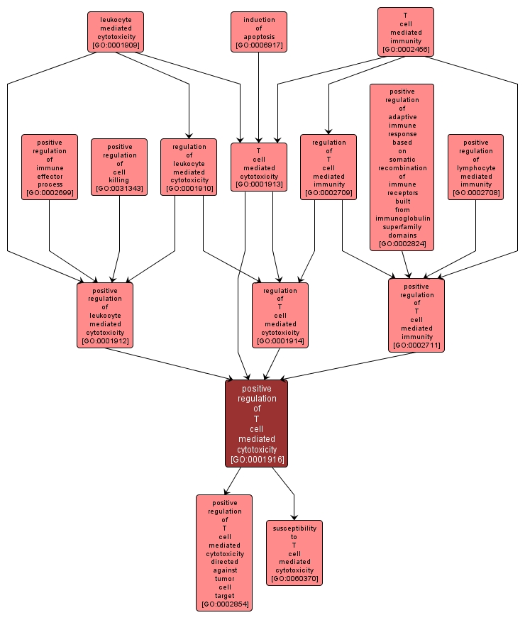 GO:0001916 - positive regulation of T cell mediated cytotoxicity (interactive image map)